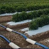 thumbnail for publication: Automatic Irrigation Based on Soil Moisture for Vegetable Crops